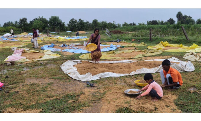 farmers-wet-paddy-government-procurement-demand farmers wet paddy government procurement demand