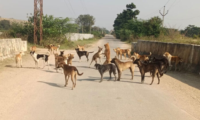 kuknurpalle-stray-dog-attacks-public-appeal-collector