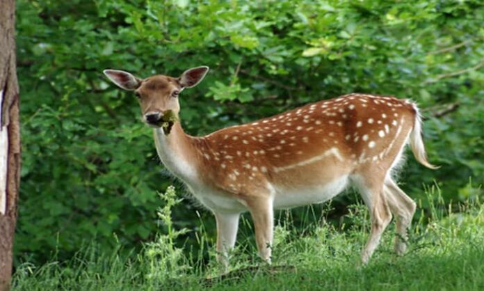 attapur police registered a case according to Wildlife (Protection) Act