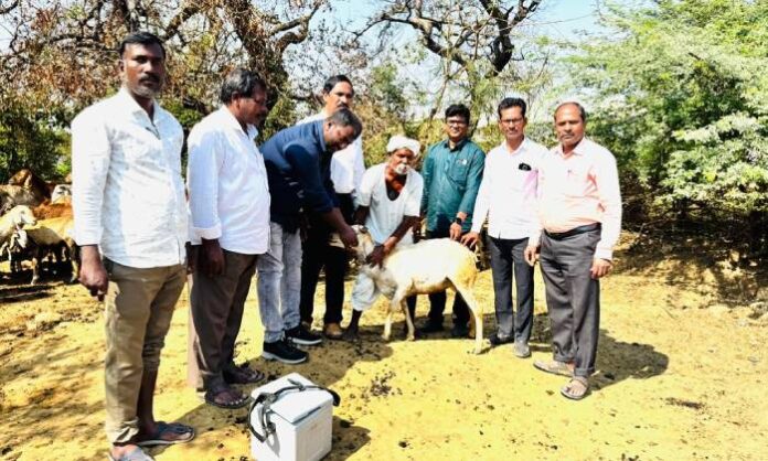 Veterinary officials vaccinating cattle in Chitkul village under Animal Husbandry Department program