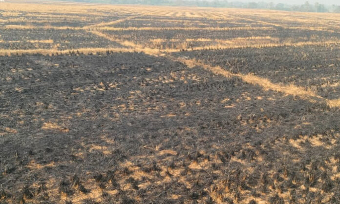 Farmers burning paddy crop residue in agricultural fields causing soil degradation and air pollution