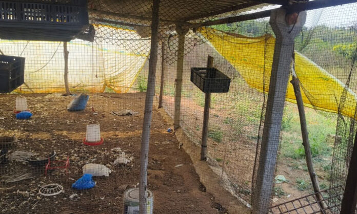 Police inspecting a country chicken farm after a massive theft of over 200 chickens in Kagazghat village.