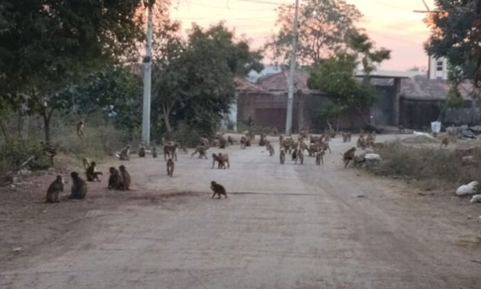 Residents of Boinpally village staying indoors due to severe monkey menace causing fear and injuries.