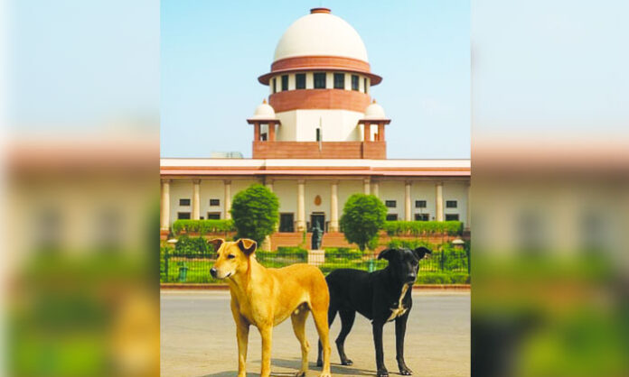 Supreme Court issuing directives on stray dog menace and public safety measures.