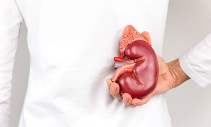 very very important organ in our body