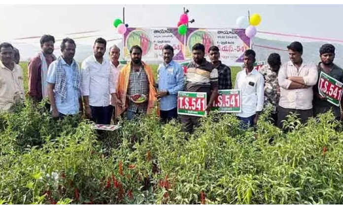 Farmers observing Taiyo TS 541 chilli crop during field visit in Mangapet mandal