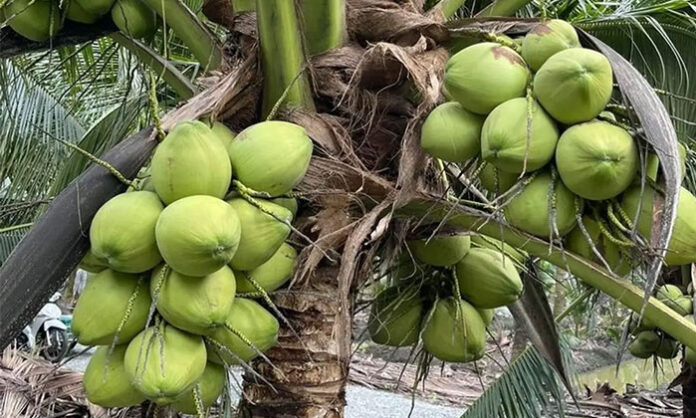 Drinking coconut water on empty stomach in the morning helps hydration digestion and electrolyte balance