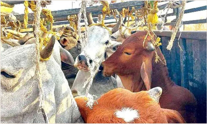 Alert locals intercepted a DCM vehicle illegally transporting 15 cows in Ibrahimpatnam, Ranga Reddy district; police have taken the accused into custody and launched an investigation.