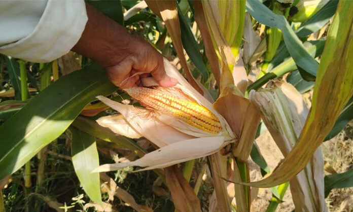 Pest infestation damaging corn crops in Parvatagiri Warangal District causing financial distress to farmers