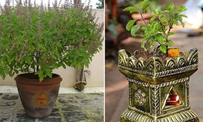 Person performing three circumambulations around a sacred Tulasi plant in a home altar, demonstrating spiritual and health benefits, including peace of mind and positive energy.