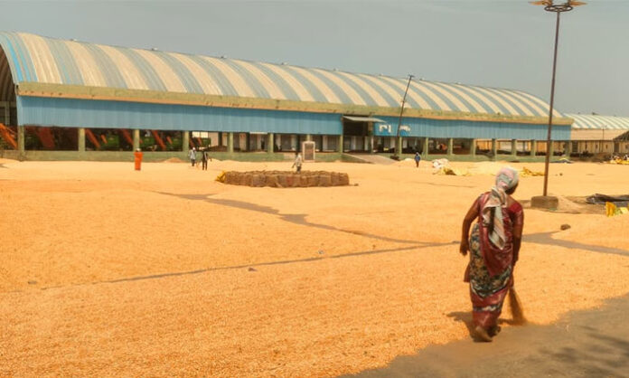 Farmers waiting with maize produce facing procurement delays and low prices due to middlemen exploitation in Telangana