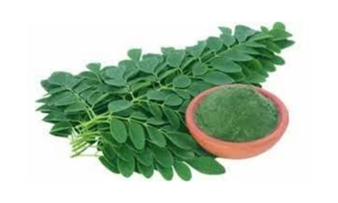Moringa tree leaves, known as the Miracle Tree, rich in vitamins, antioxidants, and nutrients for overall health