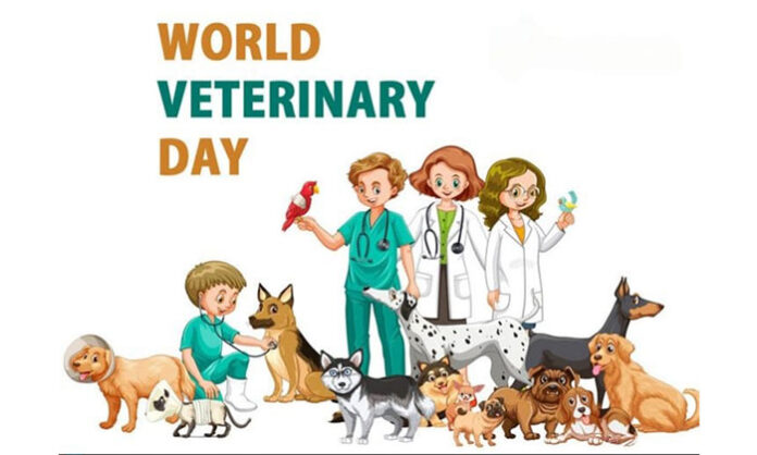 Veterinarian examining and treating livestock as part of World Veterinary Day highlighting animal health and public health protection.