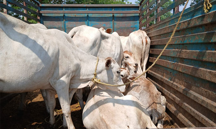 Police intercepting Bolero vehicle carrying illegally transported cows and shifting animals to gosala after rescue