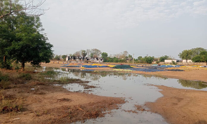 Farmers in Chennur struggling with wet paddy crops damaged due to unseasonal rains at procurement centers