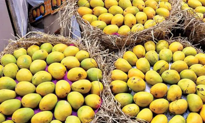 Famous mango orchards of Malihabad in Uttar Pradesh showcasing ripe Dasheri mangoes hanging from trees in lush green summer farms.