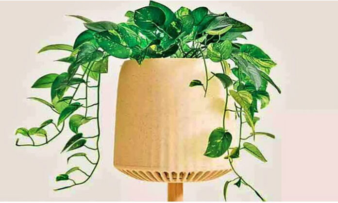 Money Plant placed indoors according to Vastu tips to attract wealth, prosperity, and positive energy at home.