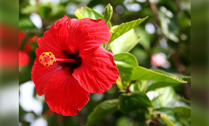 Red hibiscus tea prepared from fresh hibiscus flowers, known for supporting weight loss, heart health, immunity, and overall wellness.
