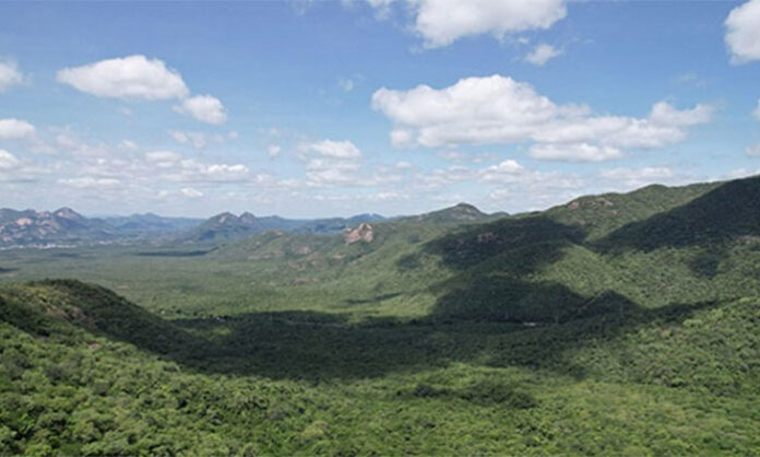 Lush green Tirumala Hills showing increased forest cover under TTD conservation efforts reaching 89.40 percent.