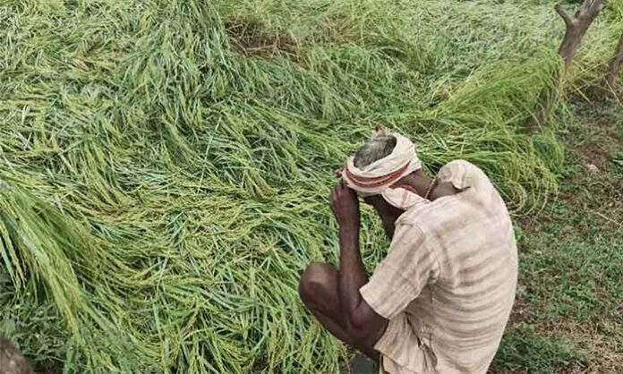 Farmers suffering crop loss due to untimely hailstorms and delayed procurement of paddy and maize in rural agricultural fields