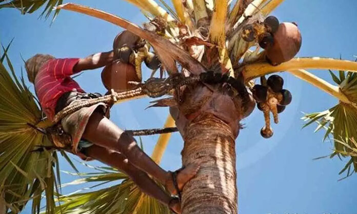 Toddy tapper climbing palm tree using traditional rope equipment for livelihood