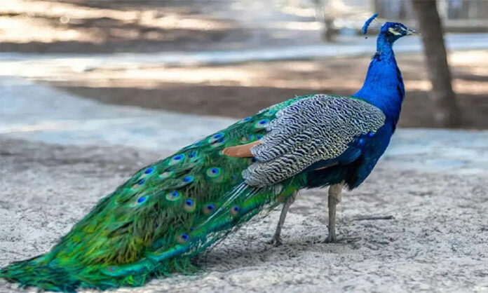 Five peacocks found dead under suspicious circumstances in Siddipet district as Forest Department officials launch an investigation