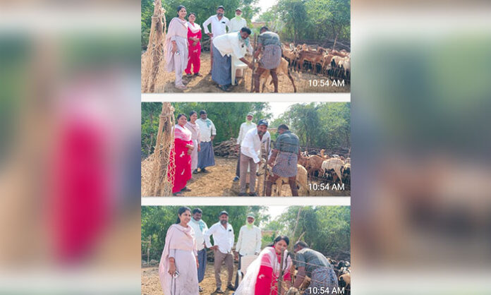 Veterinary officials administering Foot and Mouth Disease vaccine to sheep and goats during a livestock health camp in Karimnagar district