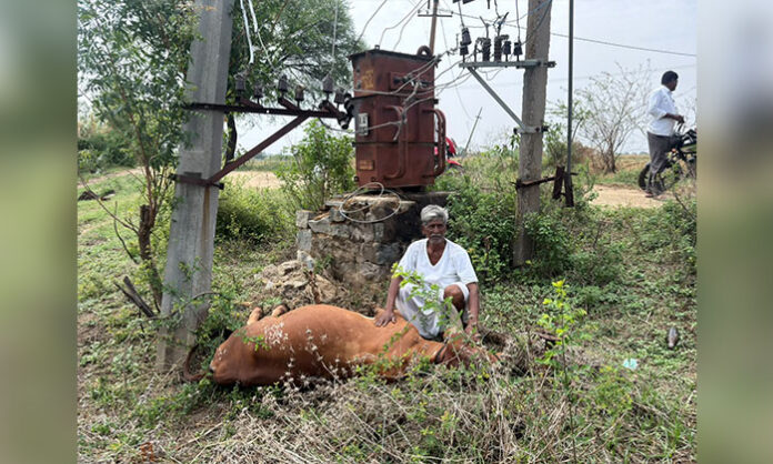 Pregnant cow lying dead after accidental electrocution caused by contact with transformer stay wire in a rural village area.