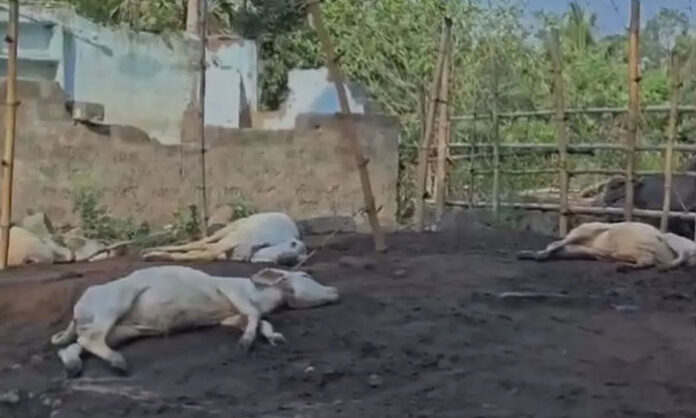 Forest officials inspecting the site after a tiger attack that killed 14 calves near Gangampalem village in Andhra Pradesh.