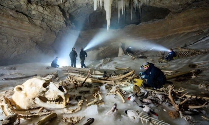 Scientists discover a 75,000-year-old Arctic ecosystem with ancient animal remains inside a cave in Norway.