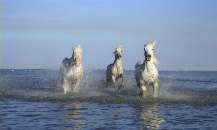 Wild horses roaming freely across the sand dunes of Sable Island in the Atlantic Ocean, Canada.