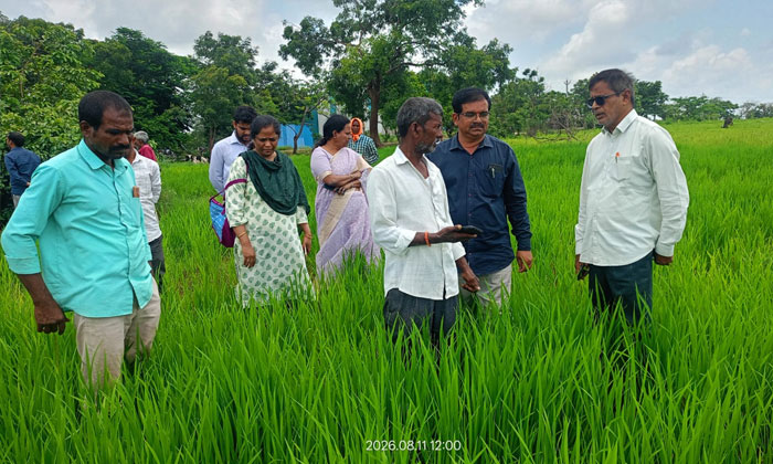 Atti Paddy Cultivation for Farmers
