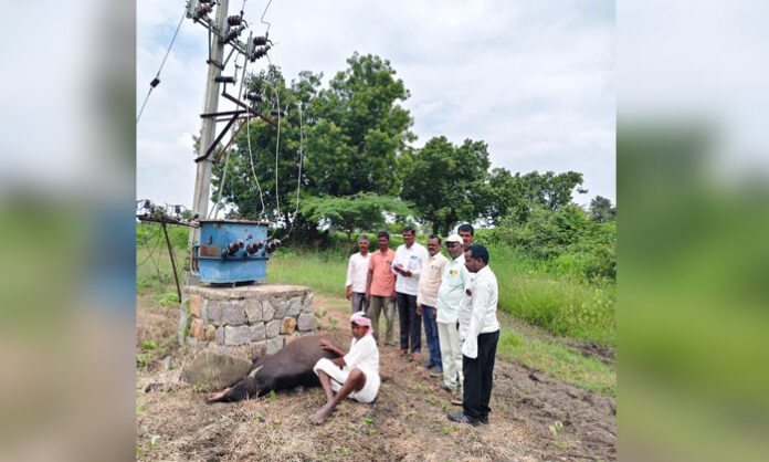 Buffalo dies after getting an electric shock from a transformer wire in Chilipched