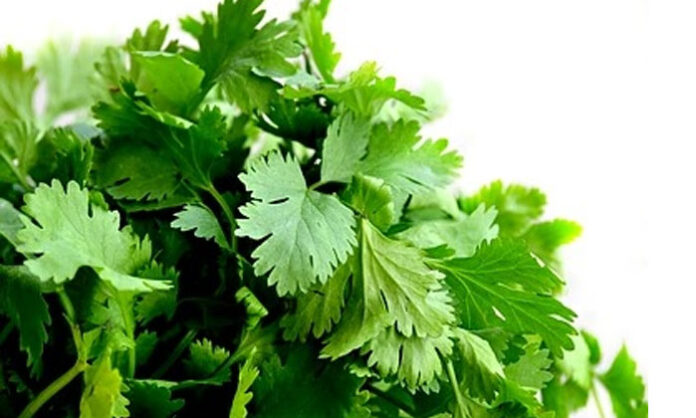 Fresh coriander leaves and coriander seeds highlighting their nutritional value and health benefits for digestion, heart health, and overall wellness.