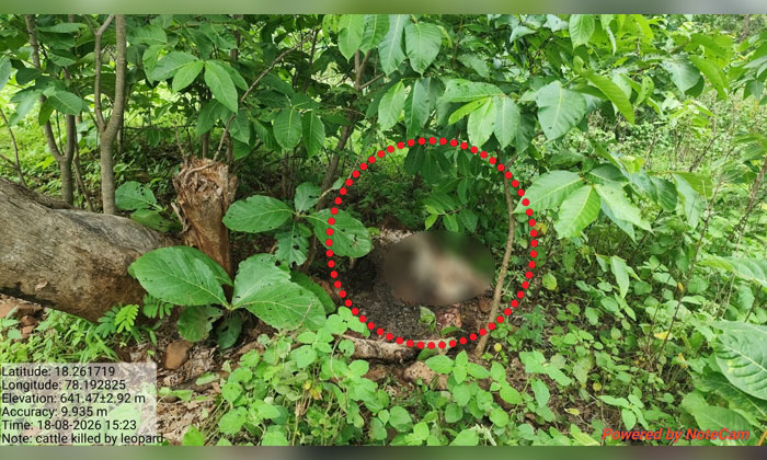 Leopard Kills Calf in Nandiwada 2