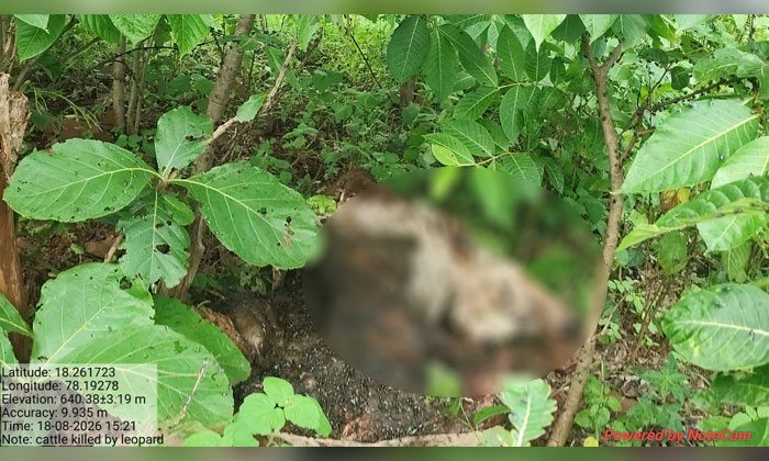 Leopard Kills Calf in Nandiwada1 1