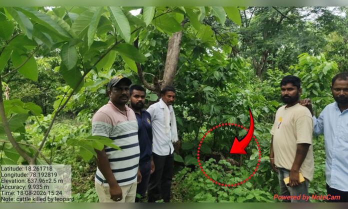 Partially eaten calf found after suspected leopard attack near Nandiwada