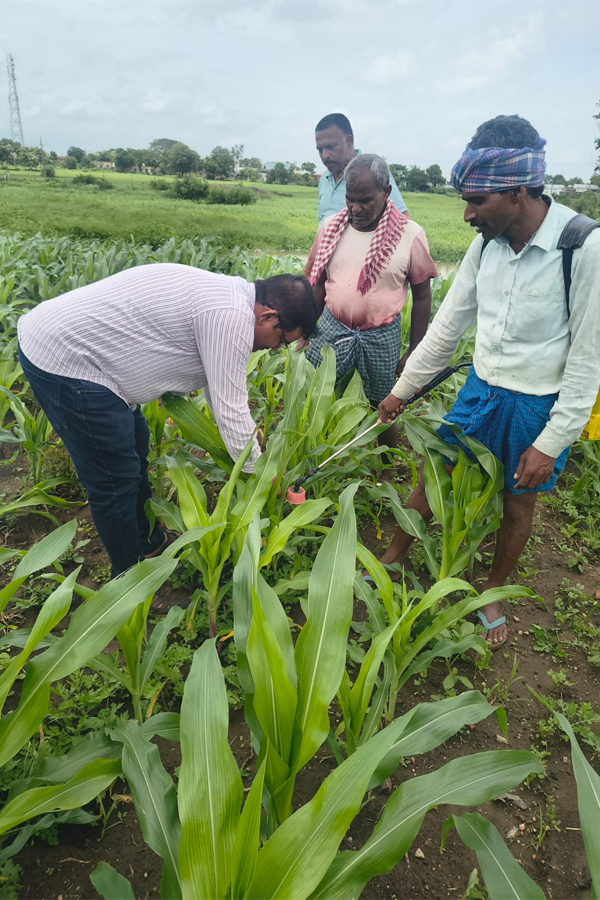 AEO Narsimlu | రైతులు పంట పొలాల్లో నీరు నిల్వ ఉండకుండా చూసుకోవాలి 2 Tadwai AEO Advises Farmers to Drain Stagnant Water
