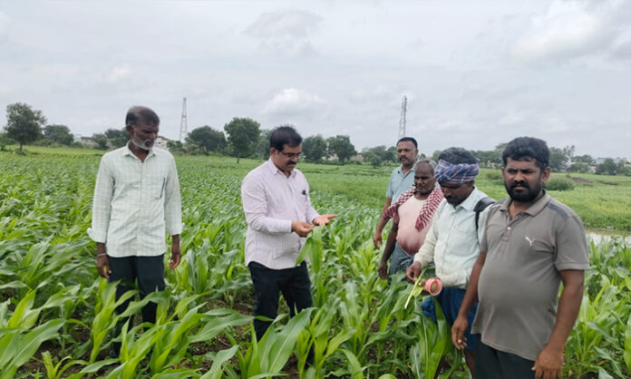 Tadwai AEO Narsimlu inspects maize, soybean, and cotton fields and advises farmers to drain stagnant rainwater.