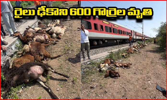 Government Whip Birla Ilaiah visits the Kondamadugu railway accident site after approximately 600 sheep were killed by a train