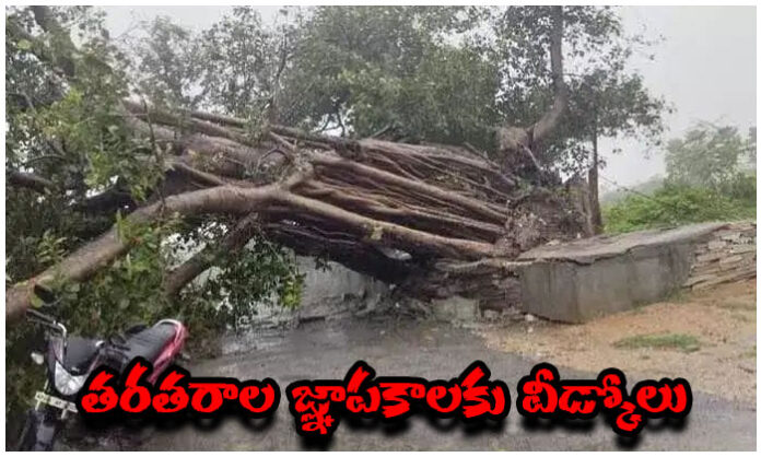Century-old banyan tree collapses following unseasonal rain and strong winds in Raghunathapalem village of Mattampally Mandal.