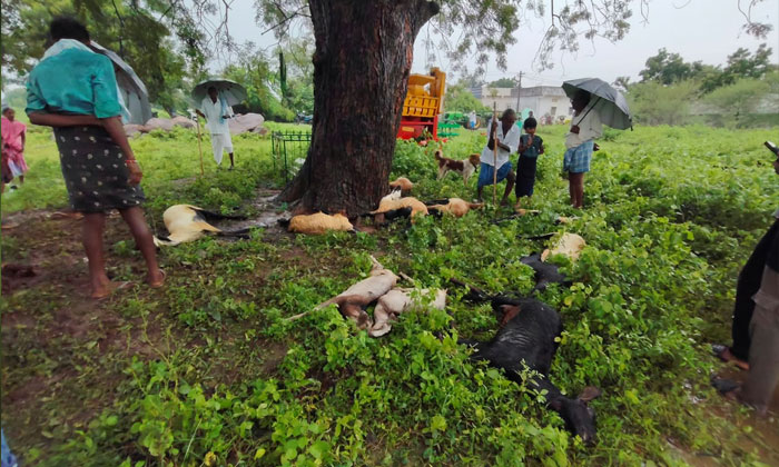Korutla Lightning Sheep Deaths