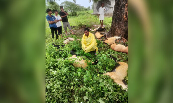 Fifteen sheep die after lightning strikes a flock in Ramaraupalli village of Korutla mandal