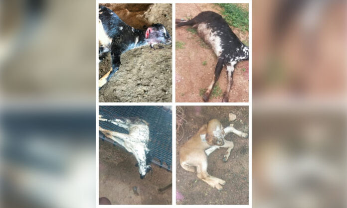 Stray dog attack kills 18 goat kids in Salarpur village of Kadthal Mandal