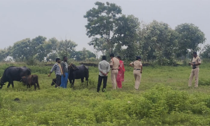 Six buffaloes stolen from Sangojiwadi village in Tadwai Mandal