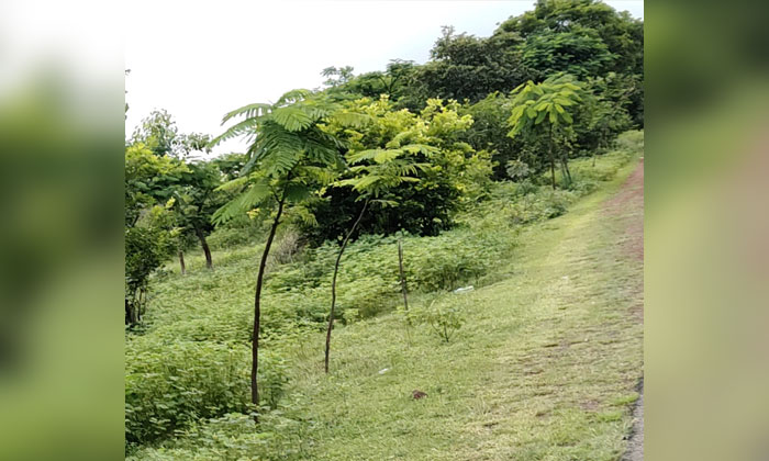 Vanamahotsav negligence and sapling maintenance