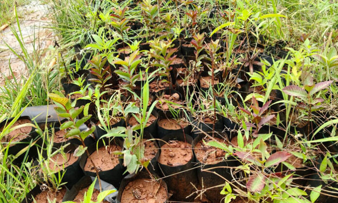 Withered saplings highlight alleged negligence in Vanamahotsav plantation program