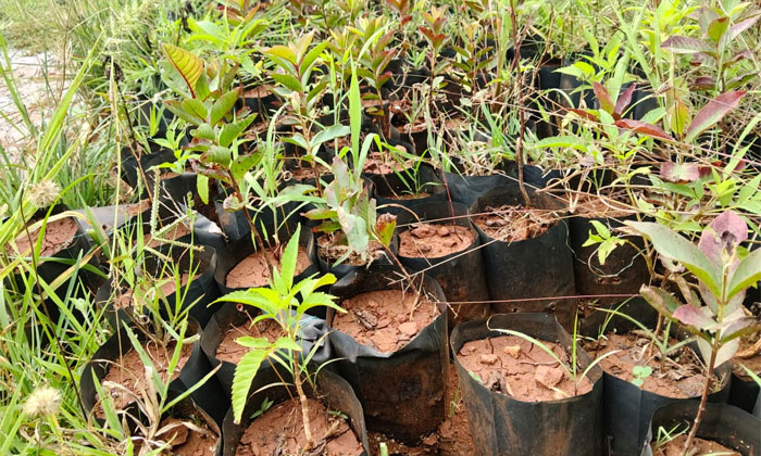 Vanamahotsav negligence and sapling maintenance3