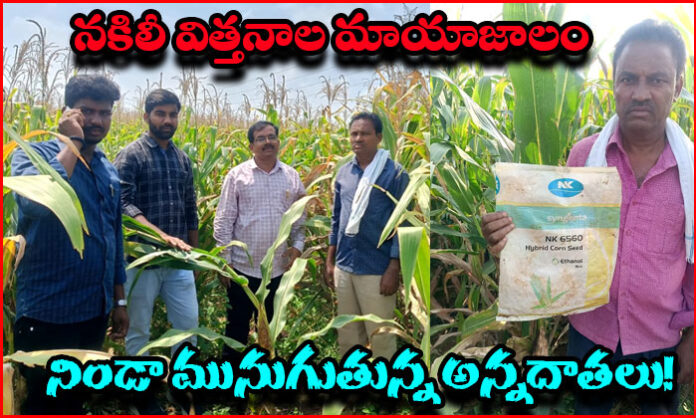 Tenant farmer Pitla Sanjeevulu inspects maize crop in Karad Palli after alleged seed quality problems caused poor seed formation