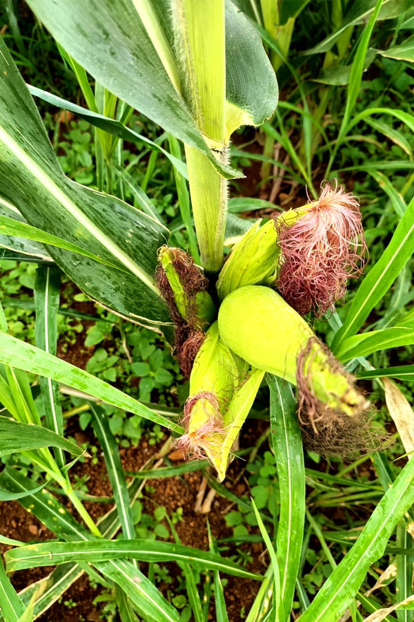 Fake Seeds | నకిలీ విత్తనాల మాయాజాలం: నిండా మునుగుతున్న అన్నదాతలు! 2 Fake Seed Allegations Leave Tadwai Farmer in Loss2